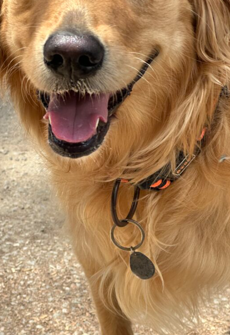 BioGeometry Pet Tag